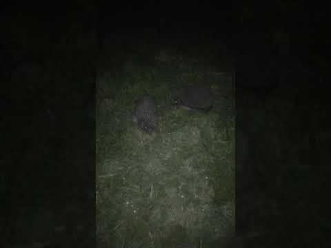 WTF! Strange behavior of 2 hadgehogs. Dziwne zachowanie 2 jeży