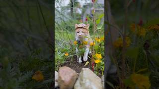 いいね押したら猫マーク😸💕　#かわいい #もんちゃん #cat #ネコ #猫動画 #cute #ねこ #猫好きさんと繋がりたい #cutecat #元野良猫 #保護猫 #野良猫 #猫のいる生活