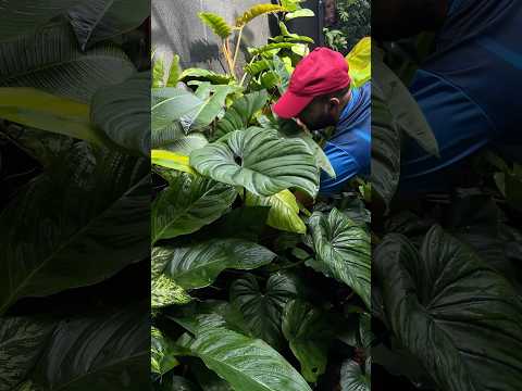 Hello ! I'm back #jishnuuthaman #garden