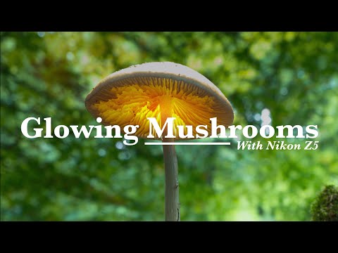 Glowing Mushrooms, With Nikon Z5