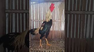Download lagu Suara Kokok Ayam Bangkok Juwara mp3