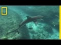 Lemon Sharks National Geographic