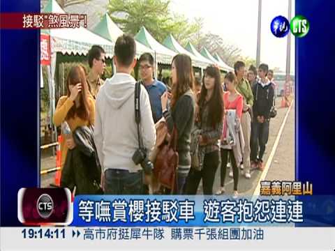 等嘸接駁車 阿里山賞櫻排長龍