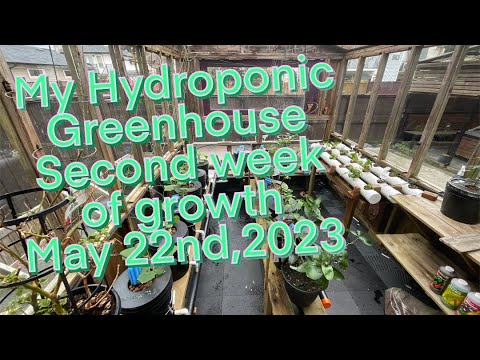My Hydroponic Greenhouse, Year 4, second week of growth, May 22nd 2023