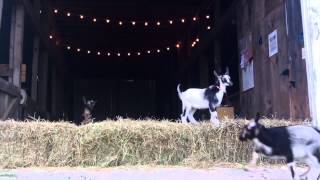 Baby Goat Flood at Sunflower Farm