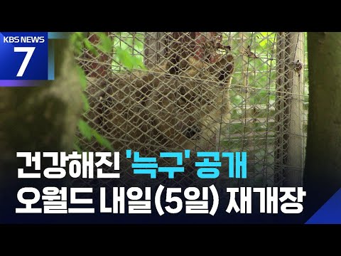 탈출 늑대, ‘늑구’ 돌아오다…오월드 내일(5일) 재개장 / KBS 2026.06.04.