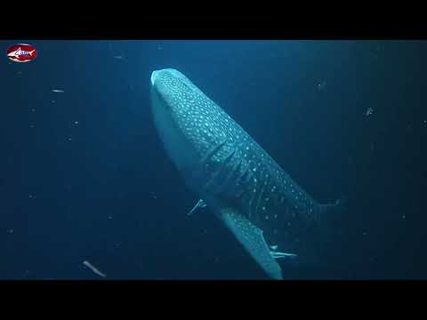 Suvadiva - Whale shark