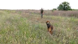 preview picture of video 'Hunting-quail'