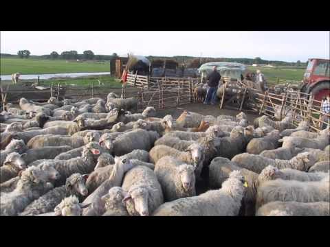 GIURGENI 61 - MULSUL OILOR (milking the sheeps)