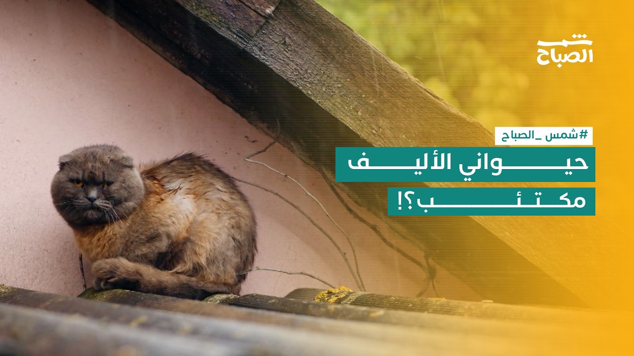 فيديو | الأمراض النفسية عند الحيوانات: هل كلبك أو قطتك بحاجة لطبيب نفسي؟