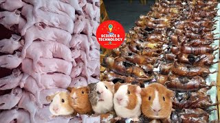 INCREDIBLE GUINEA PIG FARMING-GUINEA PIGS ARE SO CUTE WHY DO PEOPLE EAT THEM?-AMAZING LIVESTOCK FARM