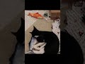Tuxedo Cat Loves Playing With His Toy Fish