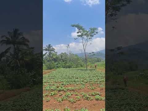 CARA MEMPERBERAT TIMBANGAN PAHALA AMAL KEBAIKAN KITA  #nasehatislami #cintarasulullah #tip #reminder