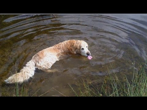 Silbernaal Unterste Innerste Kaysereiche Hahnebalzer Teich & Retoure