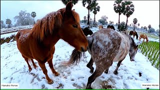 Winter Horse Mating – Cinematic Palm tree and Snow