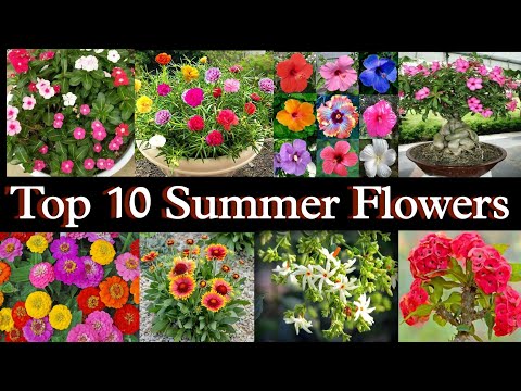 गर्मियों में फूल देने वाले 10 पौधे |summer plants and flowers | 10 Best Summer flowers plants |