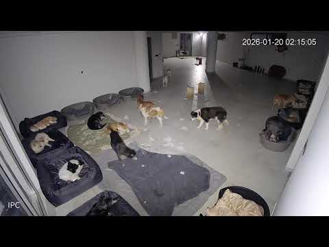 Security Camera Footage at 02:12 - Our Seniors Were Partying! 🥳- Takis Shelter