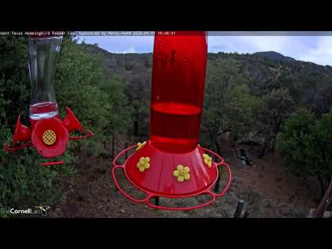 Male Rivoli's Hummingbird Visits Both Feeders – May 11, 2020