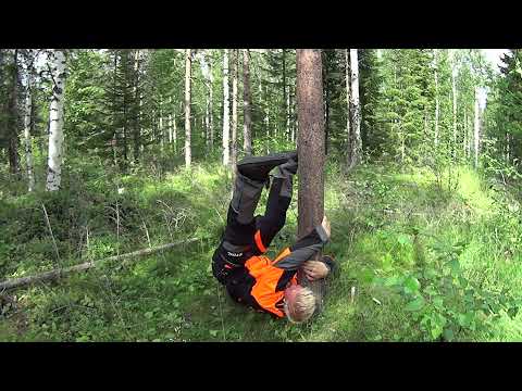 Kuinka nousta perse edellä puuhun?