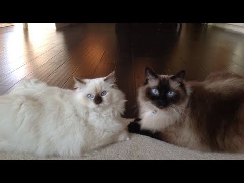 [There’s something between..] FT. Toast | Ginny Miller | Ragdoll / Werewolf & Maine Coon ★ | Cat Duo