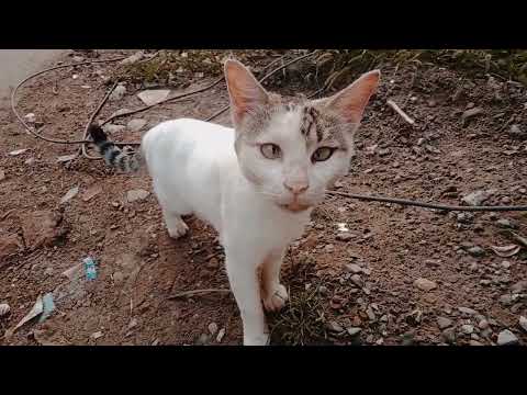 rescue cats very nice and very beautiful and so happy