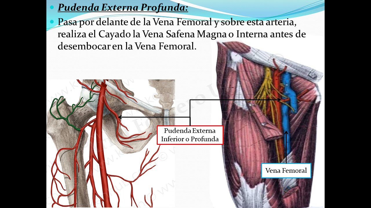 Arteria Femoral