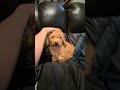 Mini Goldendoodle dogs for sale: BLAZE - Mini Goldendoodle Fluffy Puppy - Video 3