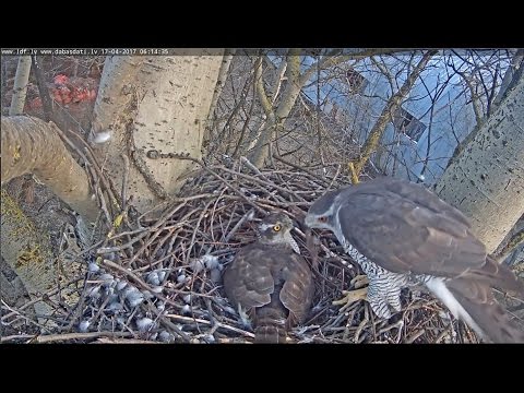 2017 04 17 06h06m Latvian Northern Goshawk~Sift Change