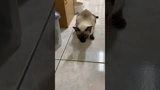 [問題] 貓貓想吐又吞回去