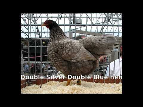 Types and colours of barnevelder chickens. INC the double silver double blue.