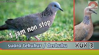 Download lagu Suara Tekukur Kuk 3, Masteran 1 Jam Nonstop. mp3