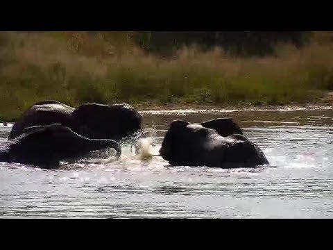 Djuma: Elephant herd having a pool party-Pt:2 - 09:01 - 03/19/20