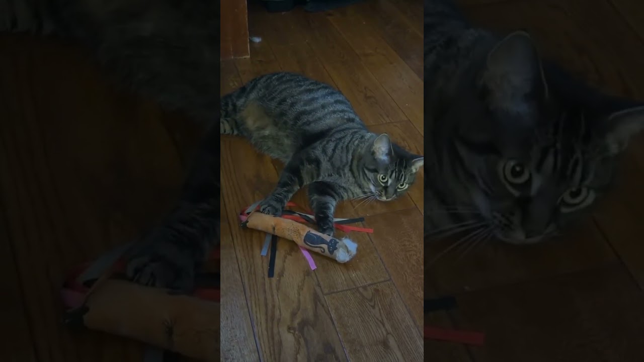Enlarge Nessa & Maple, a Adoptable Domestic Short Hair in Spencerville, ON video 3/6
