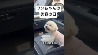 ワンちゃんの美容の日🐶　#犬 #犬のいる暮らし #犬のいる生活 #ワンちゃん #犬好き