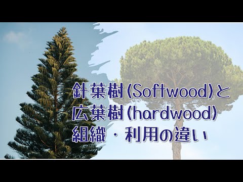 インドライラックは霜を恐れますか？フランスのどこでも栽培できるのでしょうか？  庭園