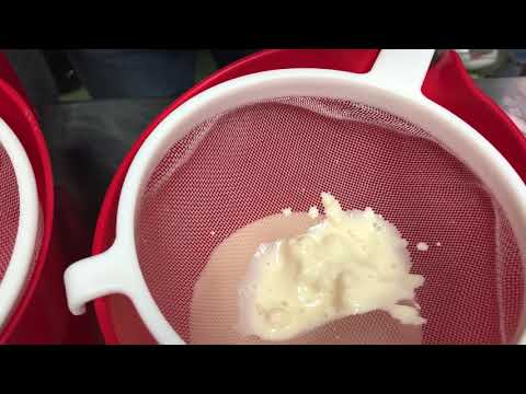 Growing Milk Kefir Grains in alternate milks & liquids!
