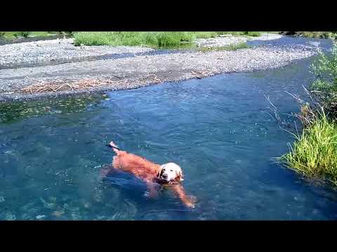buddy loves to swim!