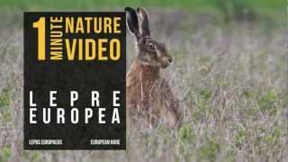 preview picture of video 'Lepre Europea'