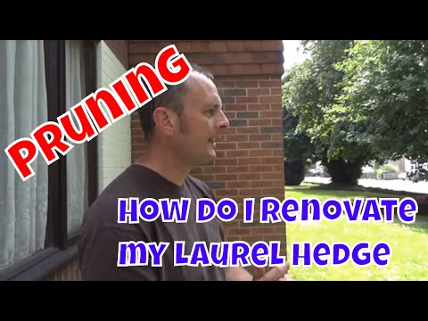 How to renovate a Laurel Hedge