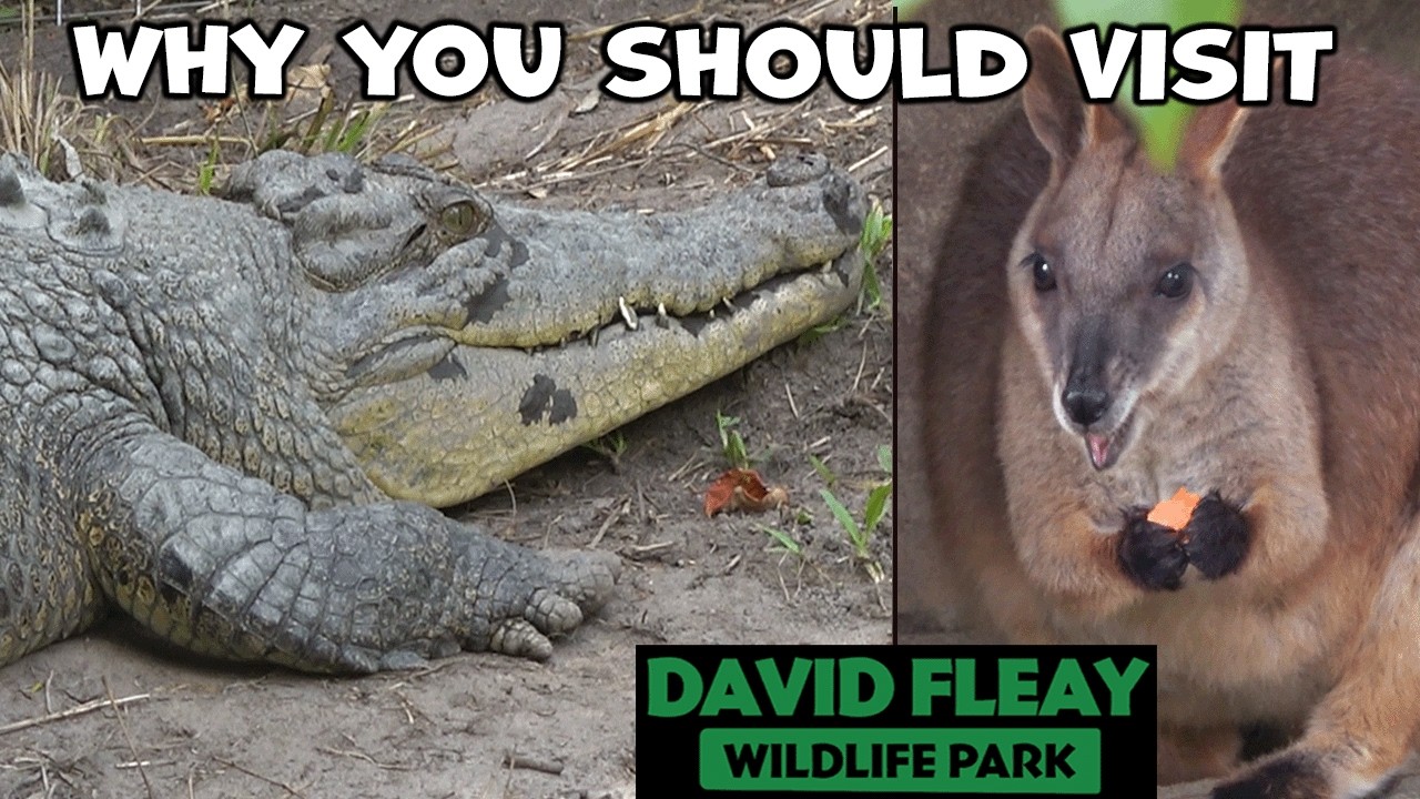 Embark on an immersive virtual tour at David Fleay Wildlife Park.