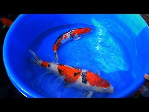 YouTube video about: What is a female fish called?