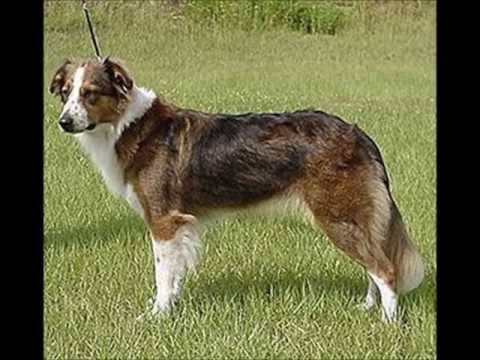 English Shepherd