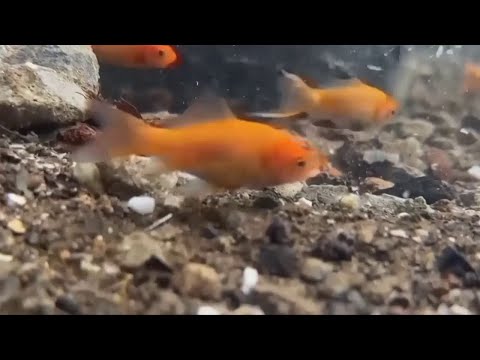 NYC Makeshift Aquarium