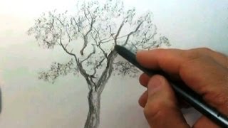 Смотреть онлайн Как нарисовать красивое дерево поэтапно