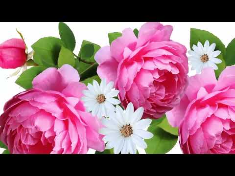 Opwekking 727 Ik val niet uit uw hand