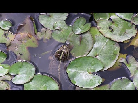 Alla scoperta degli anfibi nel Parco Pineta