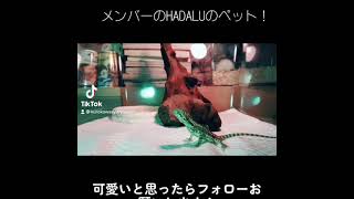 メンバーHADALUのペット紹介！#shorts #subscribe  #short
