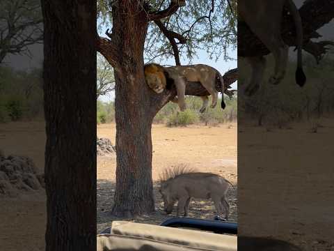 Boar Head-Butts a Tree Until the Napping Lion Drops Out 😂