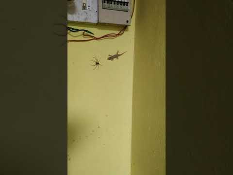 Lizard eating spider. #wildlife#lizard #spider