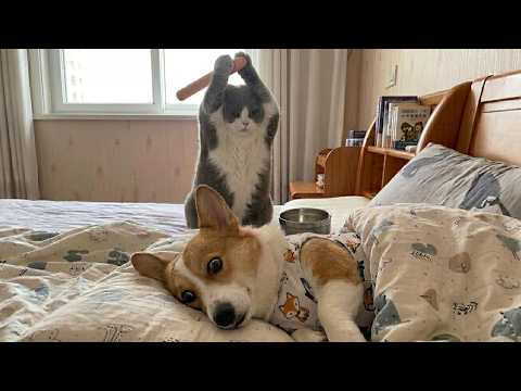 Best Funny Cats and Dogs Videos 🐾🤣 Try Not To Laugh – Cutest & Funniest Pets of the Week